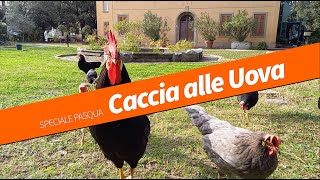Giocando s'impara: Caccia alle Uova! by Museo di Storia Naturale del Mediterraneo di Livorno 97 views 3 years ago 1 minute, 54 seconds