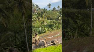 Plowing reduces pests before damage starts. #plowingricefields #farming #riceharvest