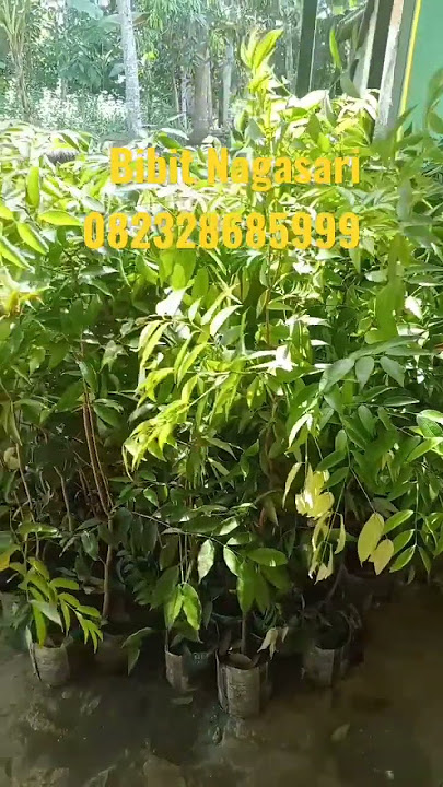 Jual Bibit Nagasari