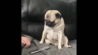 A Pug Demanding Belly Rub