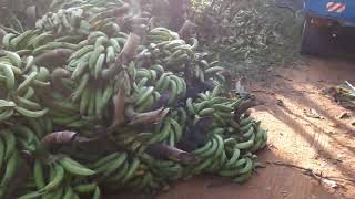 La Terre Ne Trompe Pas. 6 Camionsmois Sur Nos 50Ha Avocatiers Bananes Plantains. Vous Attendez Quoi