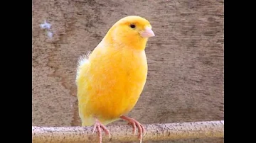 Quel est le meilleur canari pour le chant ?