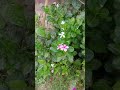 flower 🤩🥰🌹🌺🤘