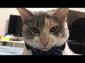 【猫動画】猫を飼っていないあなたへ