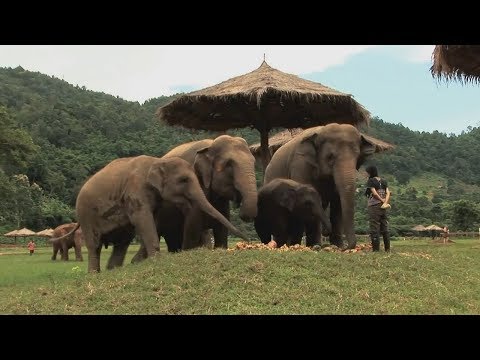 Videó: Thai Elefánt Nap