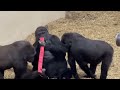 Meet this never boring gorilla family