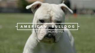 AMERICAN BULLDOGS THE BOLD AND THE BEAUTIFUL