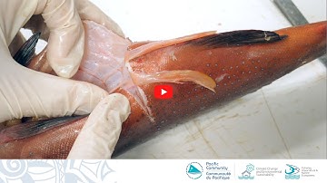 Biological sampling of lagoon reef fish: Extracting Gonads