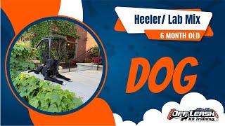 6 Month Old Heeler Lab Mix TRANSFORMATION | Jumping & Counter Surfing Fixed! | Off Leash K9 North GA