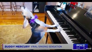 Viral Singing Beagle Sensation And Dogtv Come Together For One Night Only Canine Concert