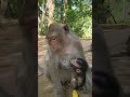 Watch Our Adorable Monkeys Eleanor Bring Joy!💖🐒 #virals #monkey #Ambertroop #Angkorwat #SovanaTroop