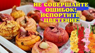 ОШИБКИ, которые ИСПОРТЯТ ЦВЕТЕНИЕ! Как ПРАВИЛЬНО подготовить ГЛАДИОЛУСЫ к посадке