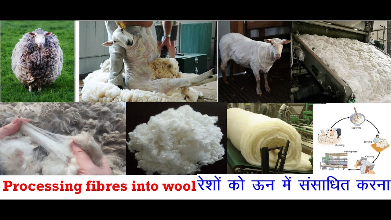 Steps Of Processing Fibre Into Wool NCERT 7th Science YouTube Steps Of Processing Fibre Into Wool NCERT 7th Science YouTube