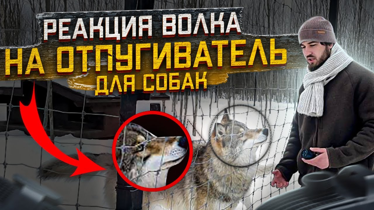 Впервые ️эксперимент‼️Отпугиватель для Собак, испытываем на ВОЛКАХ 🐺 ...