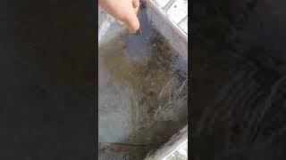 Hindistan Usulü Buzlu Cam Üretimine Devam Ediyoruz.