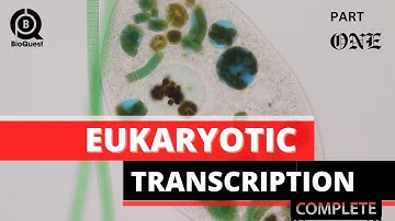 Eukaryotic Transcription | Part 1 | Fundamental Processes | Molecular Biology | CSIR NET December 24