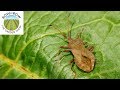 Can Garden Pests Be Controlled with Organic Products?