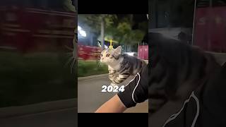 The Most Legendary Cat Memes (Then Vs Now) 😭💔