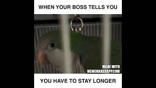 OUR POTTY MOUTH PARROT 🦜 Watch Til The End.  #funnypets #talkingbirds #parrotlover#viralshort