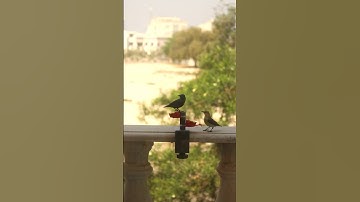 3D Printed Hummingbirds Feeder #shorts  #cool3dprints