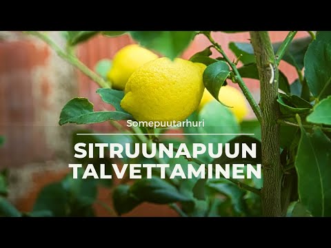 Video: Sitruunapuun aluskasvit – mitä sitruunapuun alla kasvaa