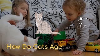Aging in Cats and How Do Cats Actually Age by Cats How 67 views 4 years ago 1 minute, 39 seconds