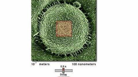 virtual microscope video.avi
