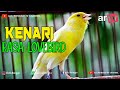 Kenari Rasa Lovebird Jenggo Milik Keyna Single Fighter Omkicau(.mp3 .mp4) Mp3 - Mp4 Download