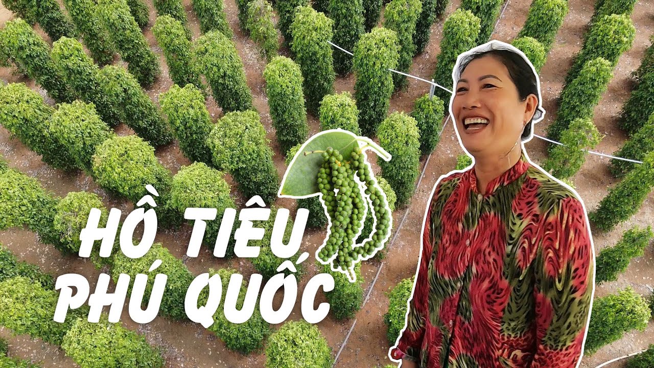 Chuyện về hồ tiêu Phú Quốc từ người phụ nữ cả đời gắn với tiêu | Alexplores