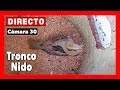 Tronco nido 🔴 DIRECTO (Cámara 30 | Ávila) LAGUNA de EL OSO