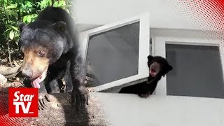 Sun bear taken from condo owner