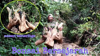 Tak terduga mendapat Bakalan Bonsai serut bersejarah