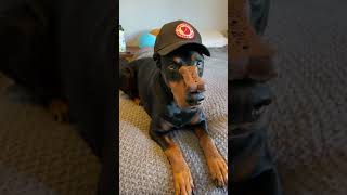 What a perfect dog  #doberman #dog #funny #shorts