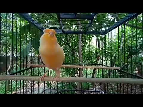 suara kenari import emang beda