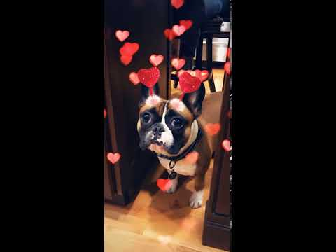 Video: Valentine Doggos