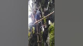Tuak, Air Aren Produksi Pak Sola
