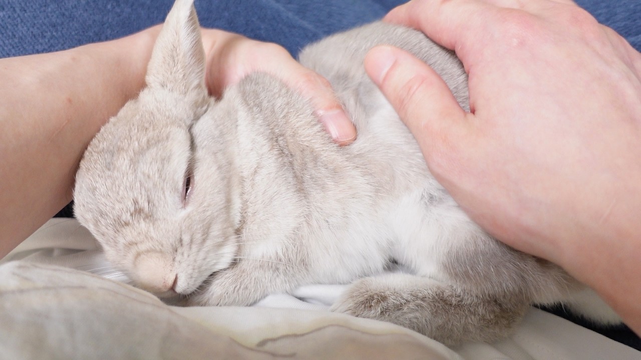生後2か月のころから変わってないもうすぐ7歳のうさぎの赤ちゃん