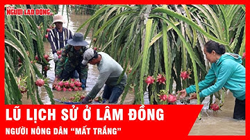 Xót xa hình ảnh vườn thanh long chìm trong nước ở Lâm Đồng | Tin tức