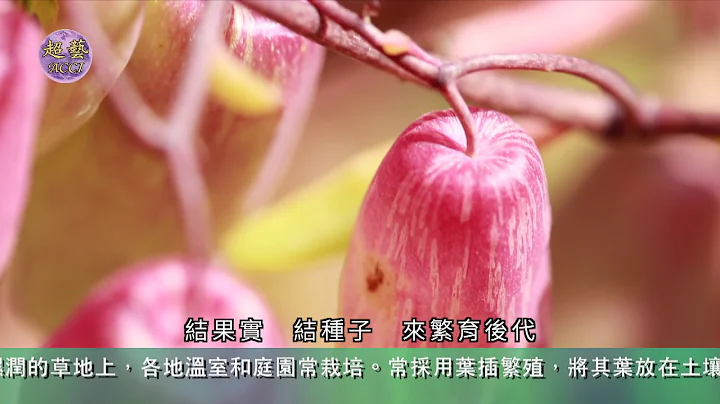 《世說本草》第53集：廣西之旅落地生根  The Chinese Materia Medica for us All - 天天要聞