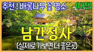 배롱나무 꽃 추천 명소 / 대전 남간정사 | 대한민국 좋은 여행지 / 사진보다 실제로 가보면 더 좋은 곳 | Korea Travel