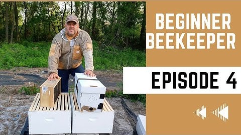Five Frame Nuc and Package Bees 🐝 Step-By-Step Installation, Comparison and Tips