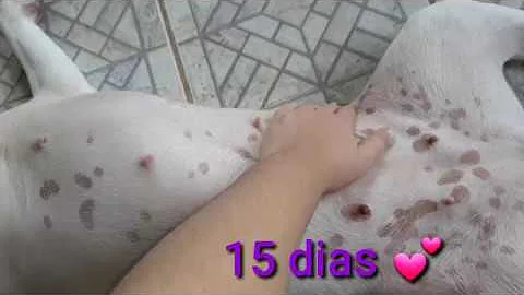 Qual a idade certa para começar a dar vitaminas para o cachorro?