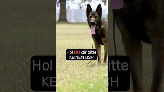 Schäferhund? Nur wenn du diese 4 Punkte erfüllst