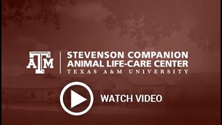 Texas A&M Stevenson Companion Animal LifeCare Center
