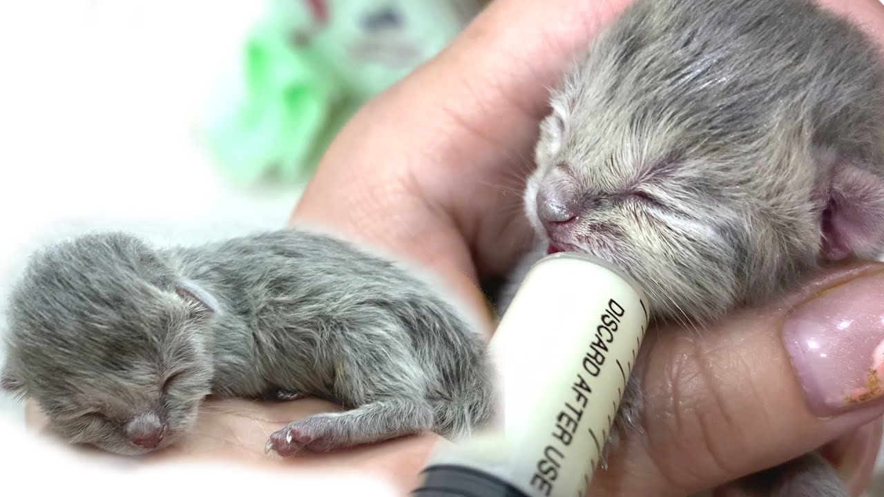 The first syringe feeding of newborn kittens | The cat has paralyzed
