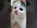 お膝の上でもふもふされる子猫さん😺 #cat #kitten #gatto #好きな子猫 #子ネコ #kitty #保護猫#エウレカねこ部 #cutecat #pets #animals #子猫