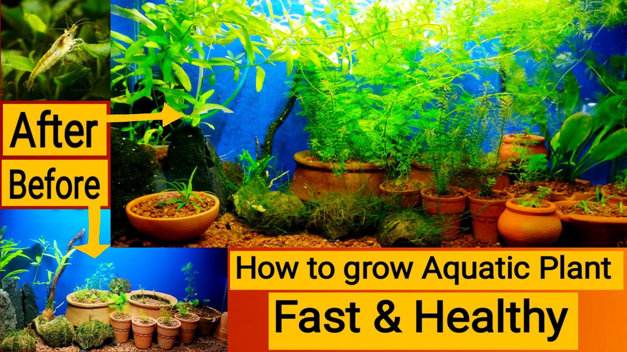 How To Grow Aquatic Plants In Aquarium New Aquarium Plant Setup how-to-grow-aquatic-plants-in-aquarium-new-aquarium-plant-setup