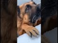 #Dog #Cat #DogSavesKitten #Touching #HumansProtectAnimals