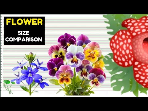 🌸Flower Size Comparison