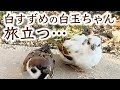 白スズメの白玉ちゃんに関するご報告です。